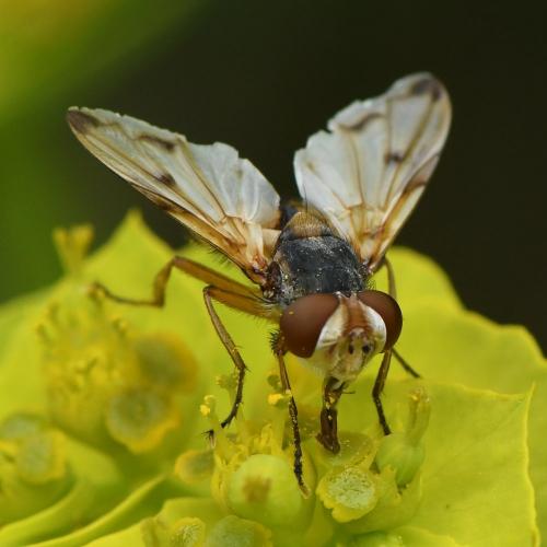 Ectophasia leucoptera